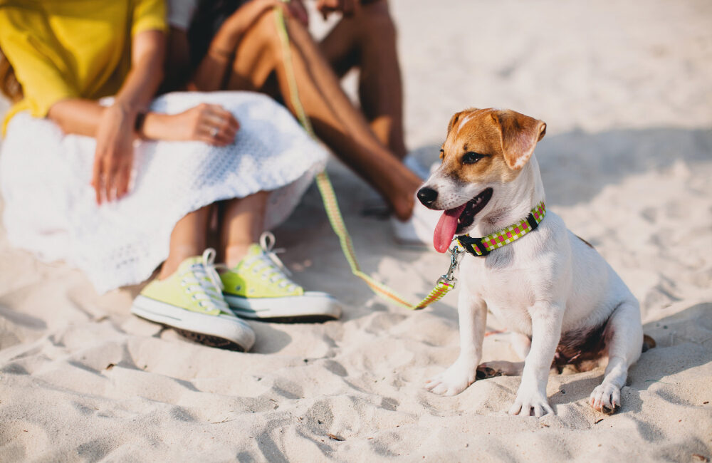Vacanze pet friendly a Milano Marittima: la guida completa