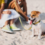 Vacanze pet friendly a Milano Marittima: la guida completa