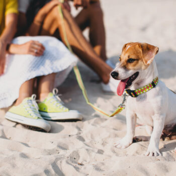 Vacanze pet friendly a Milano Marittima: la guida completa