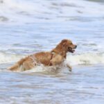cani-fanno-il-bagno-orari